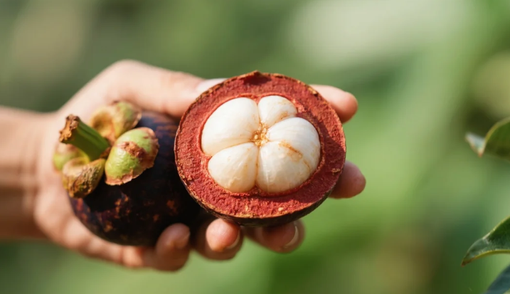 Manfaat Buah Manggis